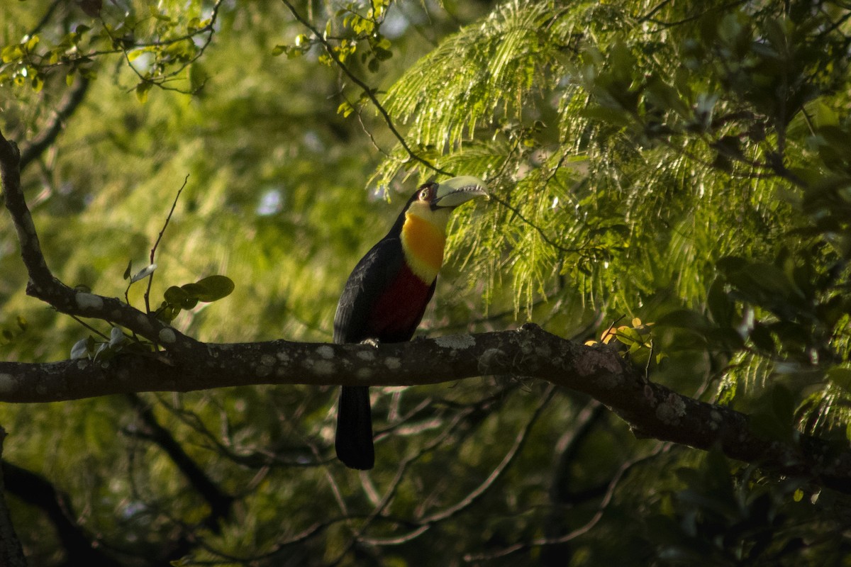 Red-breasted Toucan - ML636295548