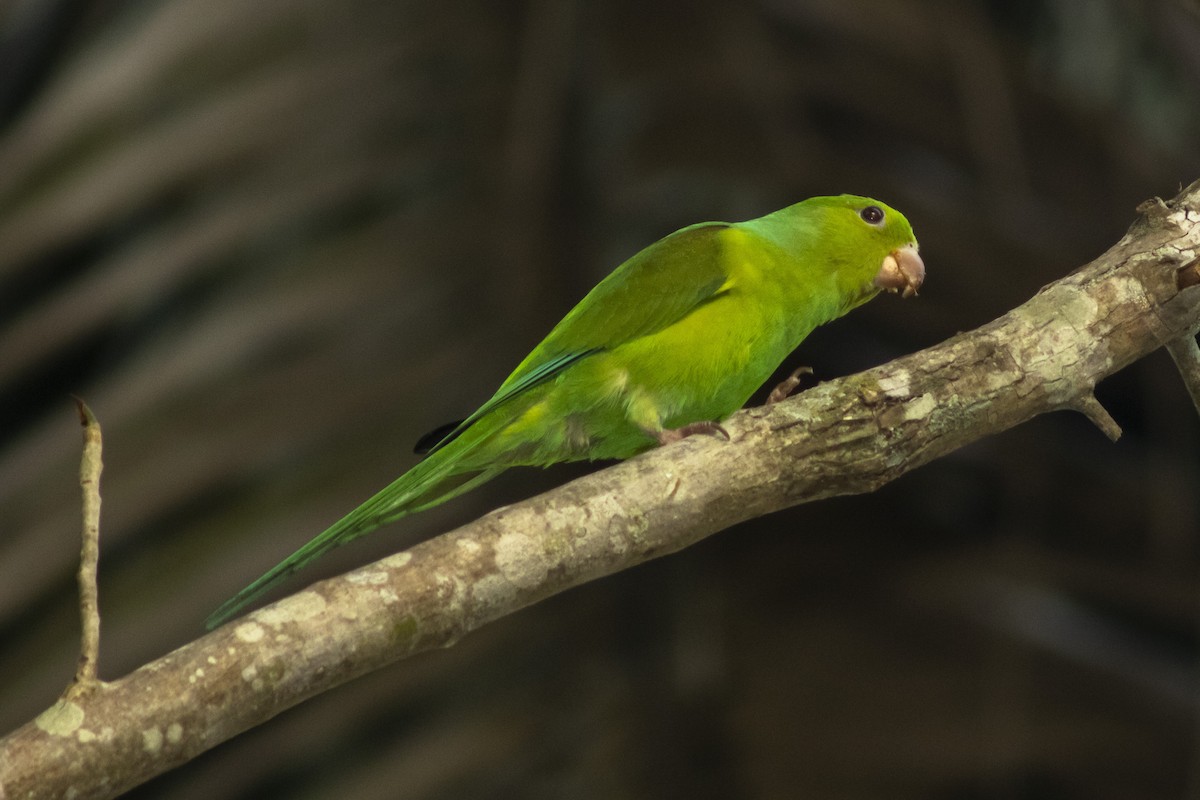 Plain Parakeet - ML636295556