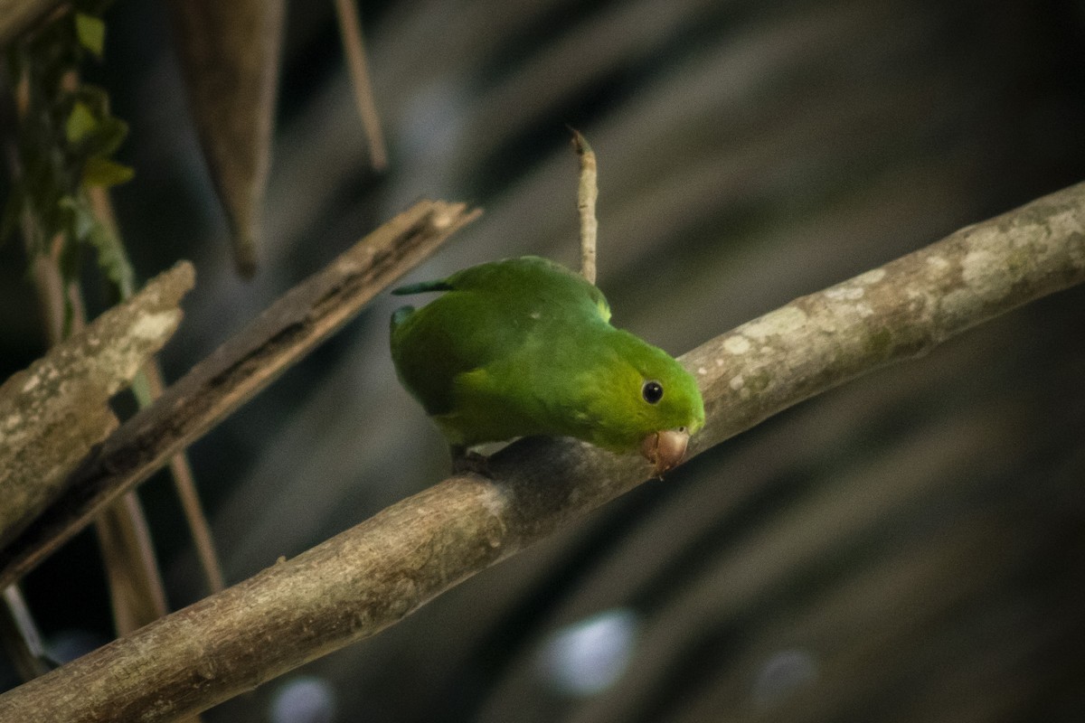 Plain Parakeet - ML636295557