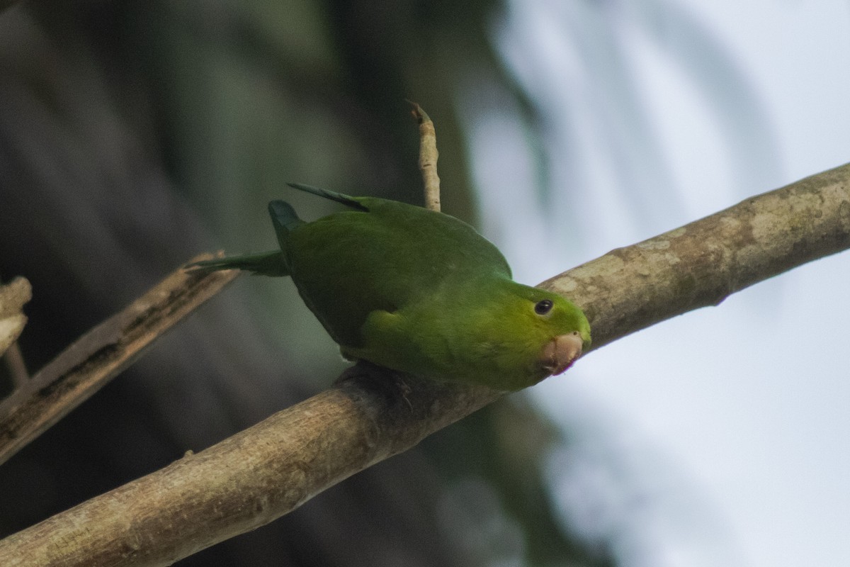 Plain Parakeet - ML636295558