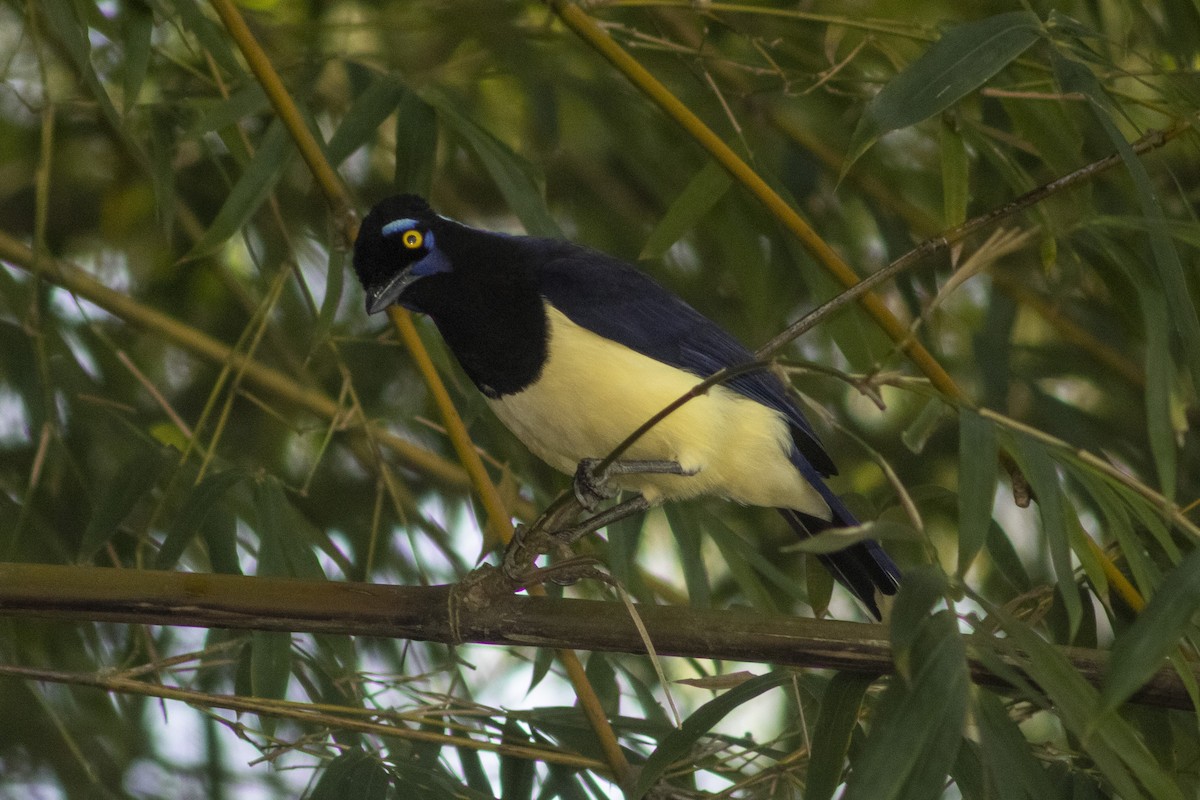 Plush-crested Jay - ML636295579