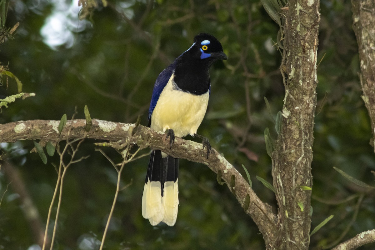 Plush-crested Jay - ML636295580