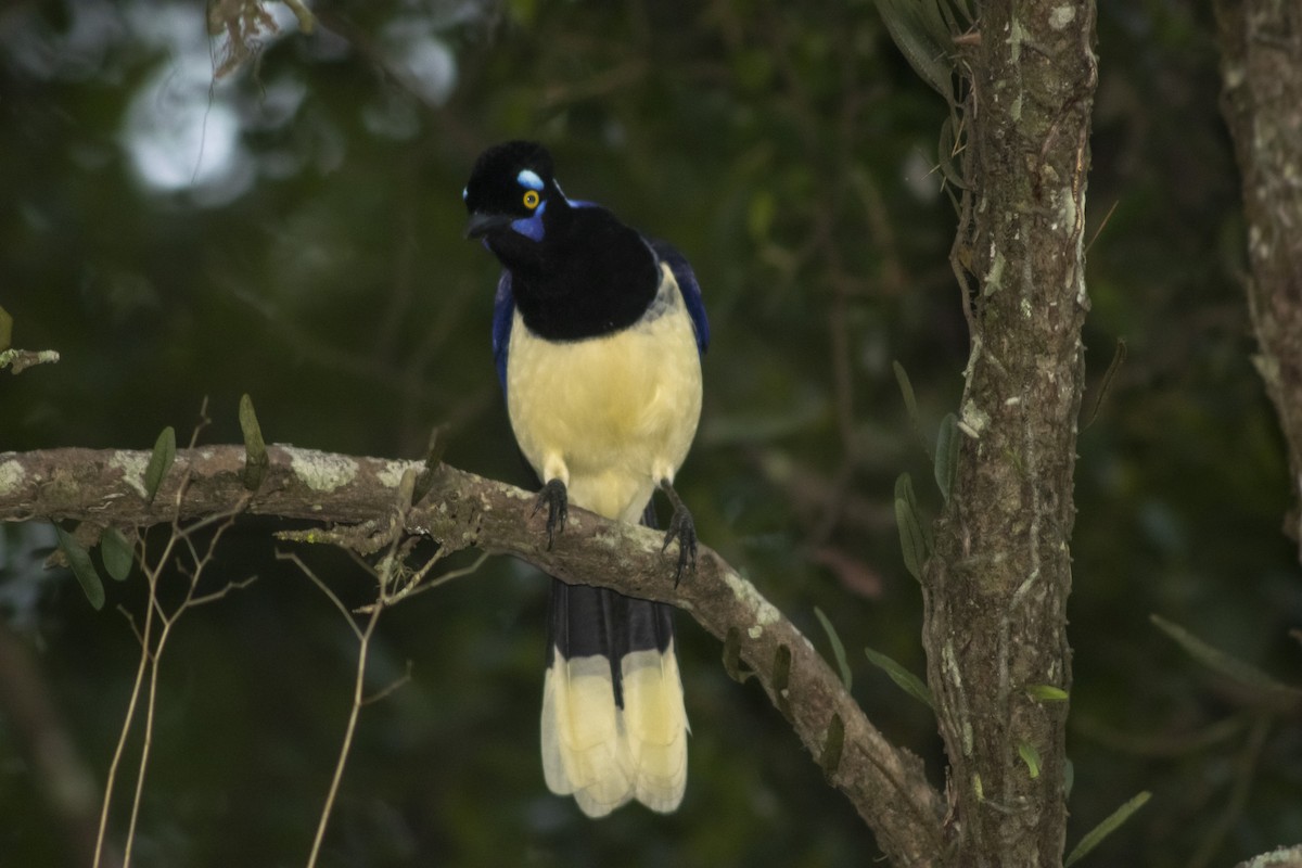 Plush-crested Jay - ML636295581