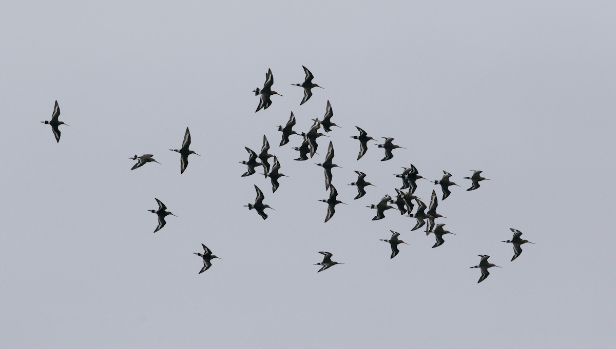 Black-tailed Godwit - ML636295601