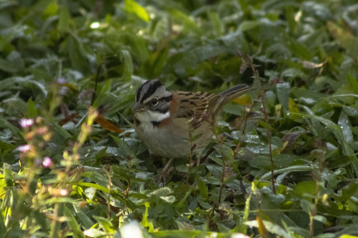 Rufous-collared Sparrow - ML636295602