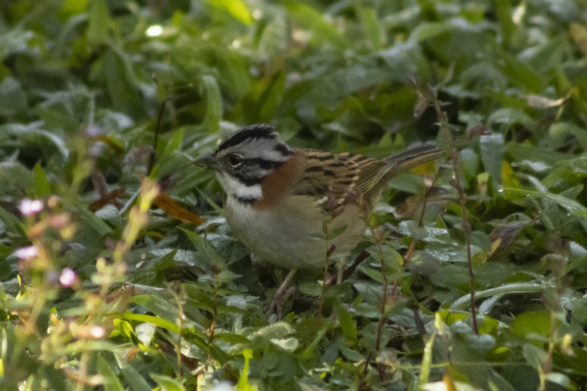 Rufous-collared Sparrow - ML636295603