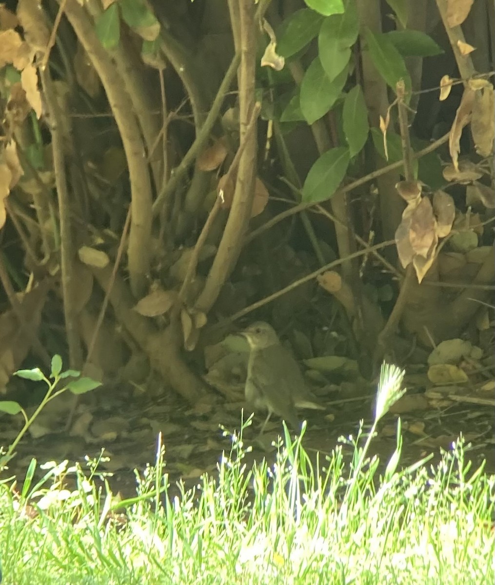 Thrush Nightingale - ML636295609