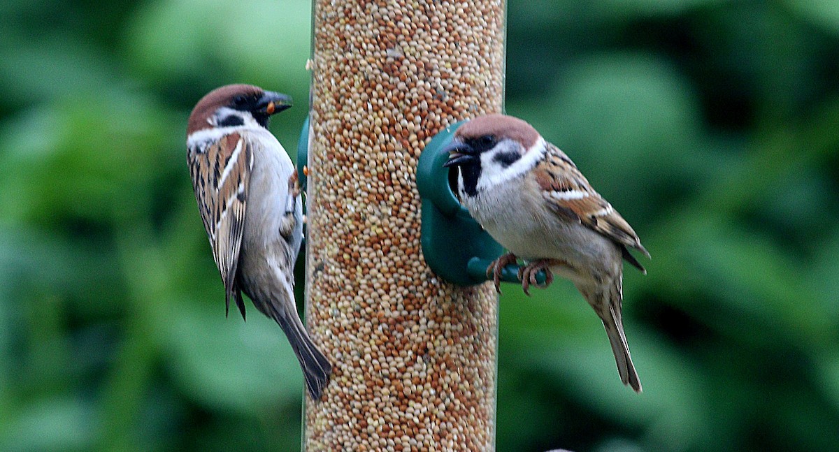 Eurasian Tree Sparrow - ML636295613