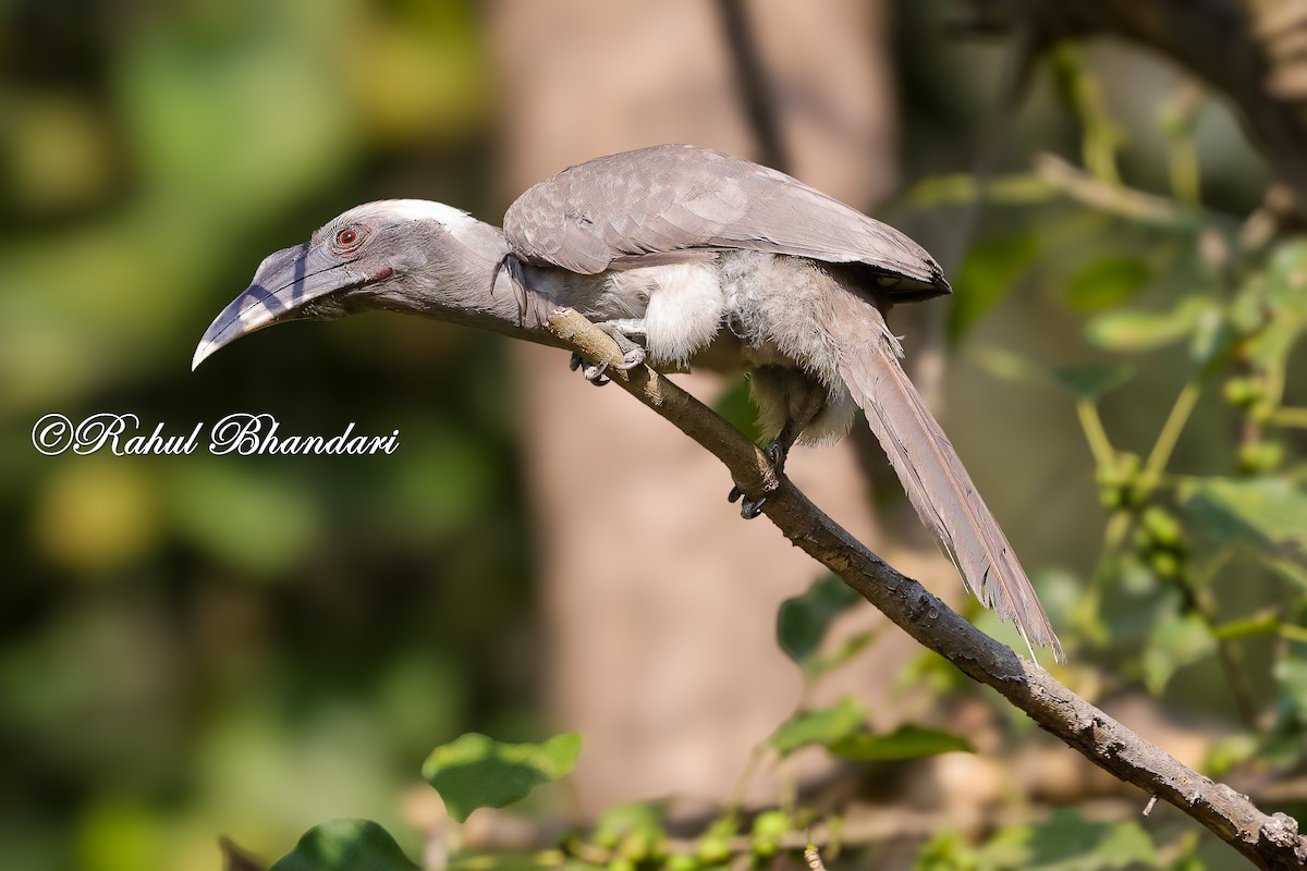 Indian Gray Hornbill - ML636295637