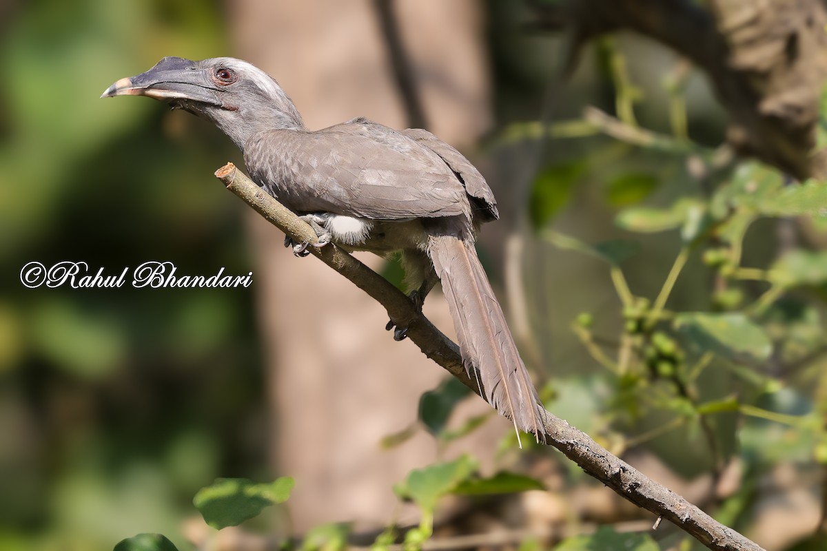 Indian Gray Hornbill - ML636295638