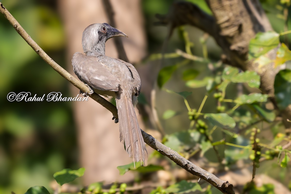 Indian Gray Hornbill - ML636295639