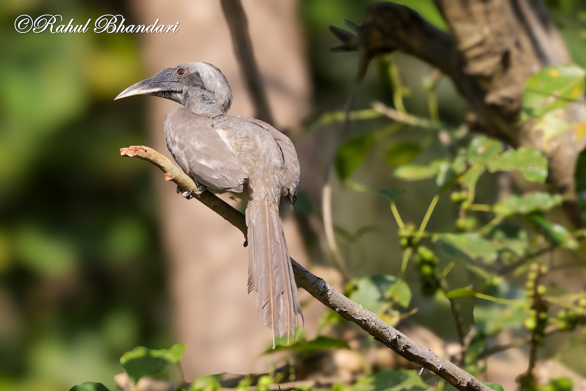 Indian Gray Hornbill - ML636295640