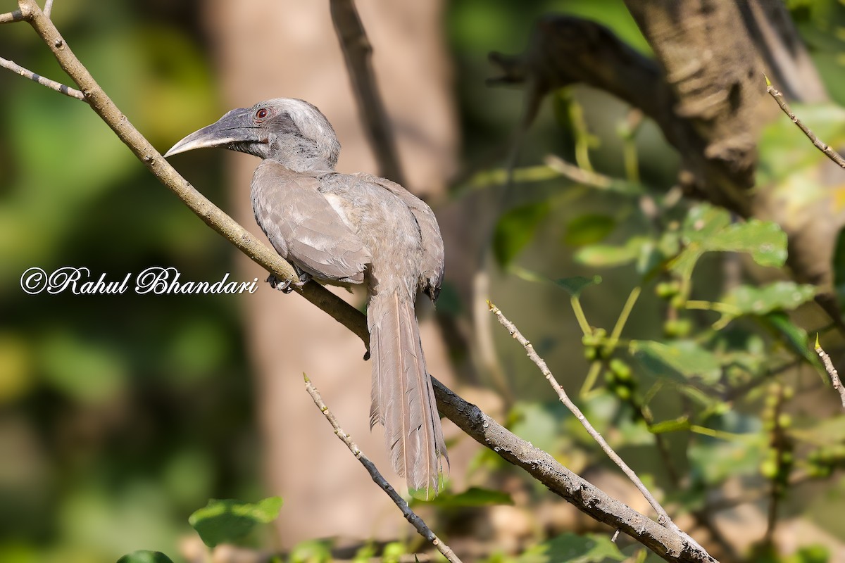 Indian Gray Hornbill - ML636295641