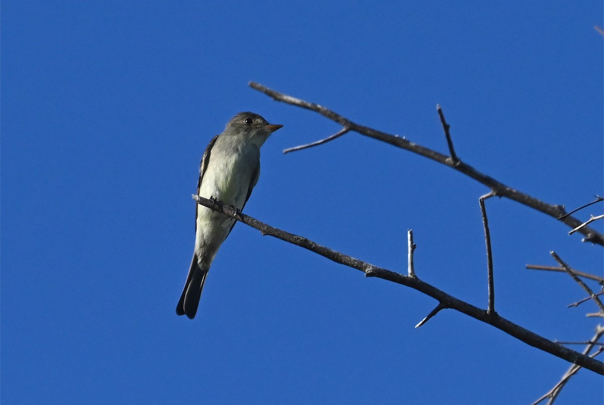Eastern Wood-Pewee - ML636295644