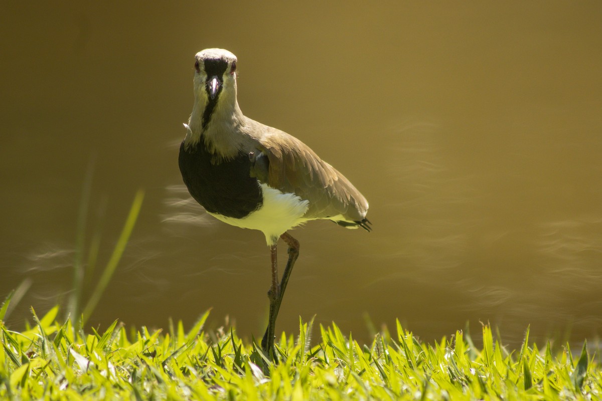 Southern Lapwing - ML636295655