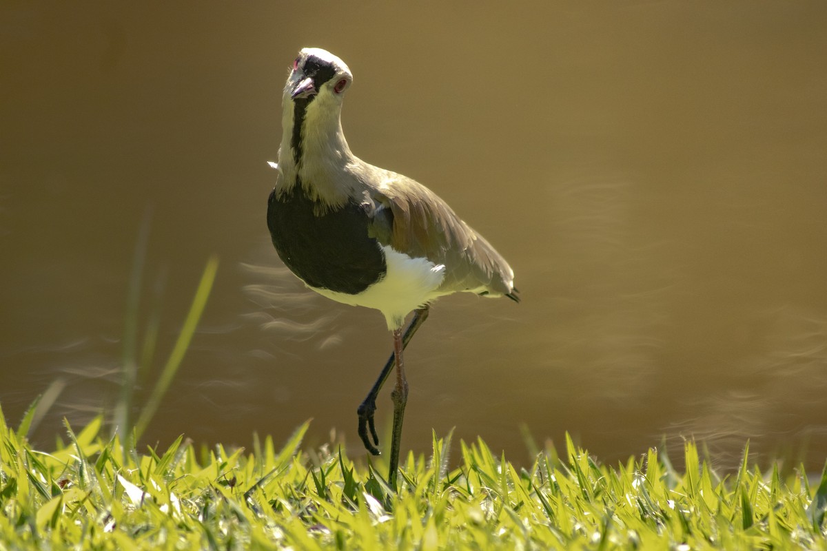 Southern Lapwing - ML636295656