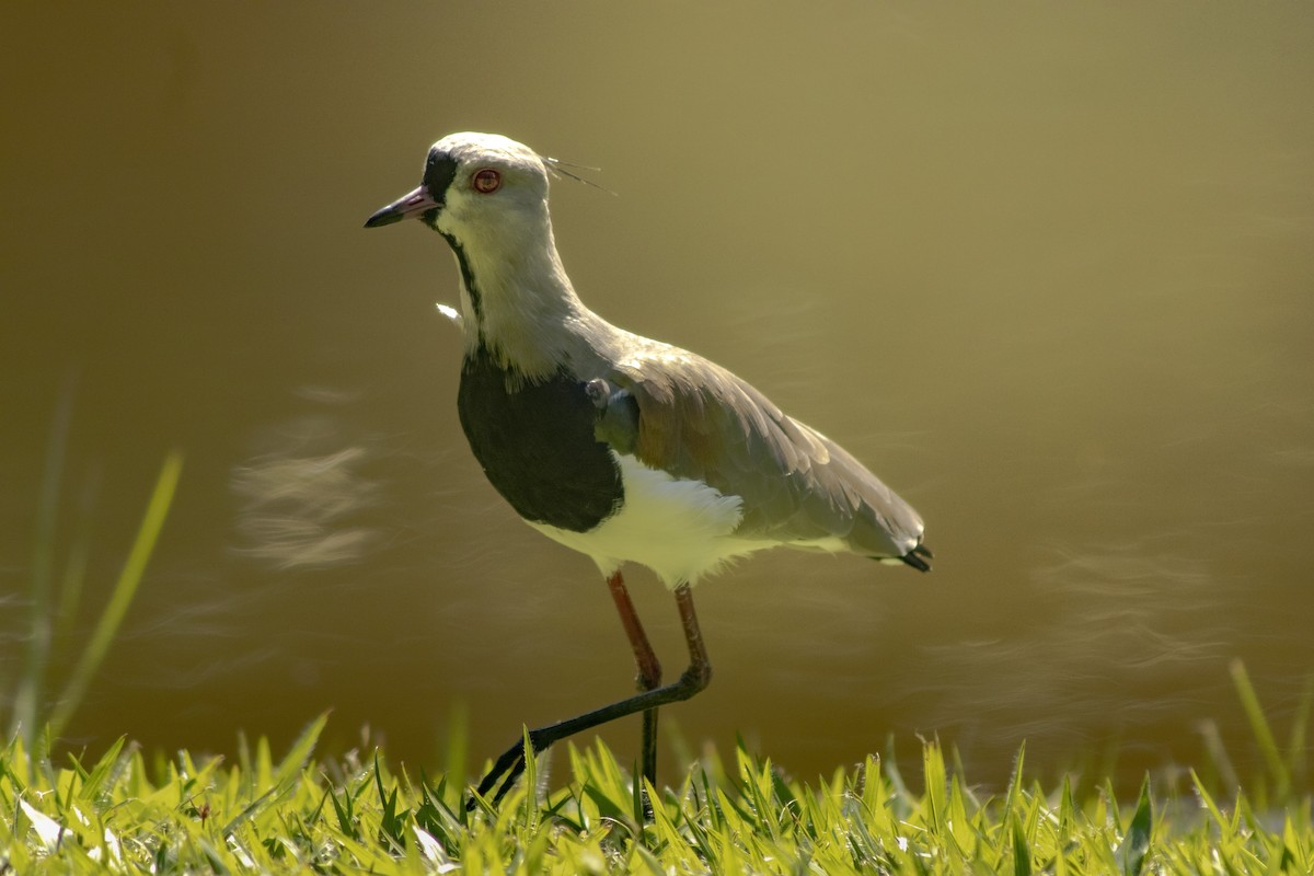 Southern Lapwing - ML636295657