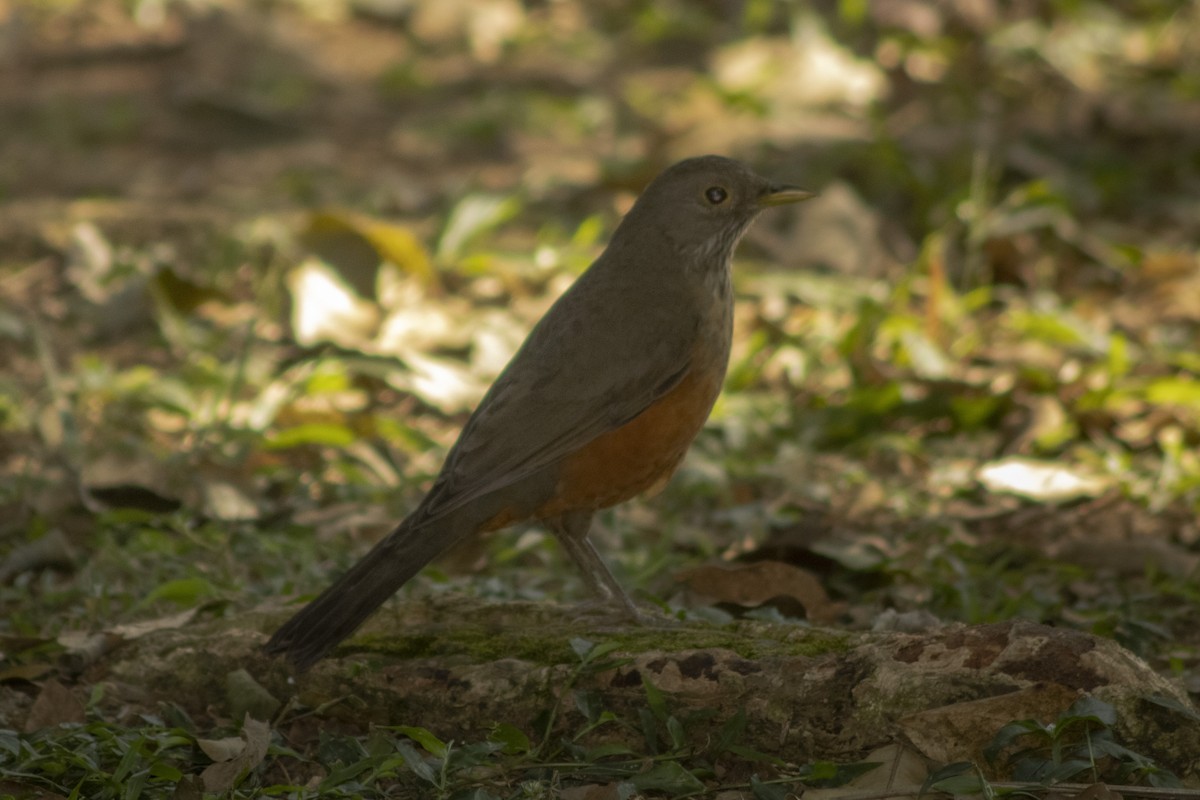 Rufous-bellied Thrush - ML636295660