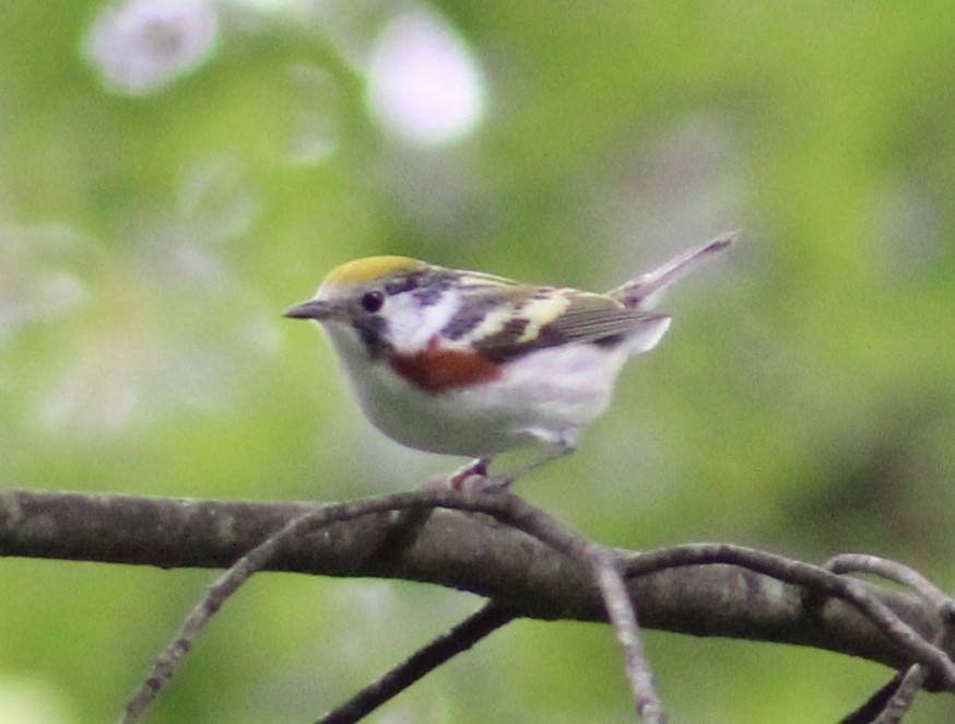 Chestnut-sided Warbler - ML636295703