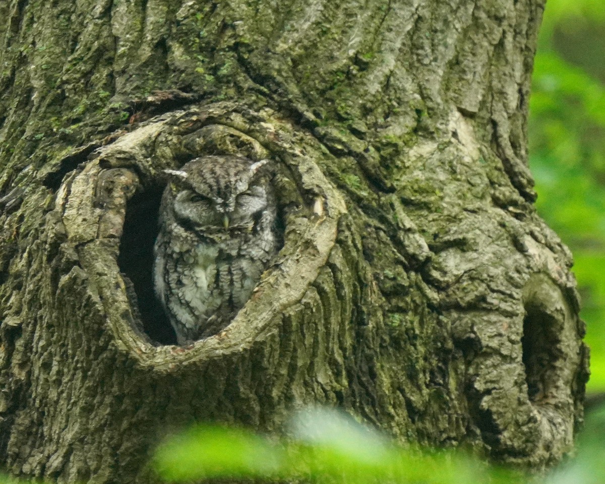 Eastern Screech-Owl - ML636295706