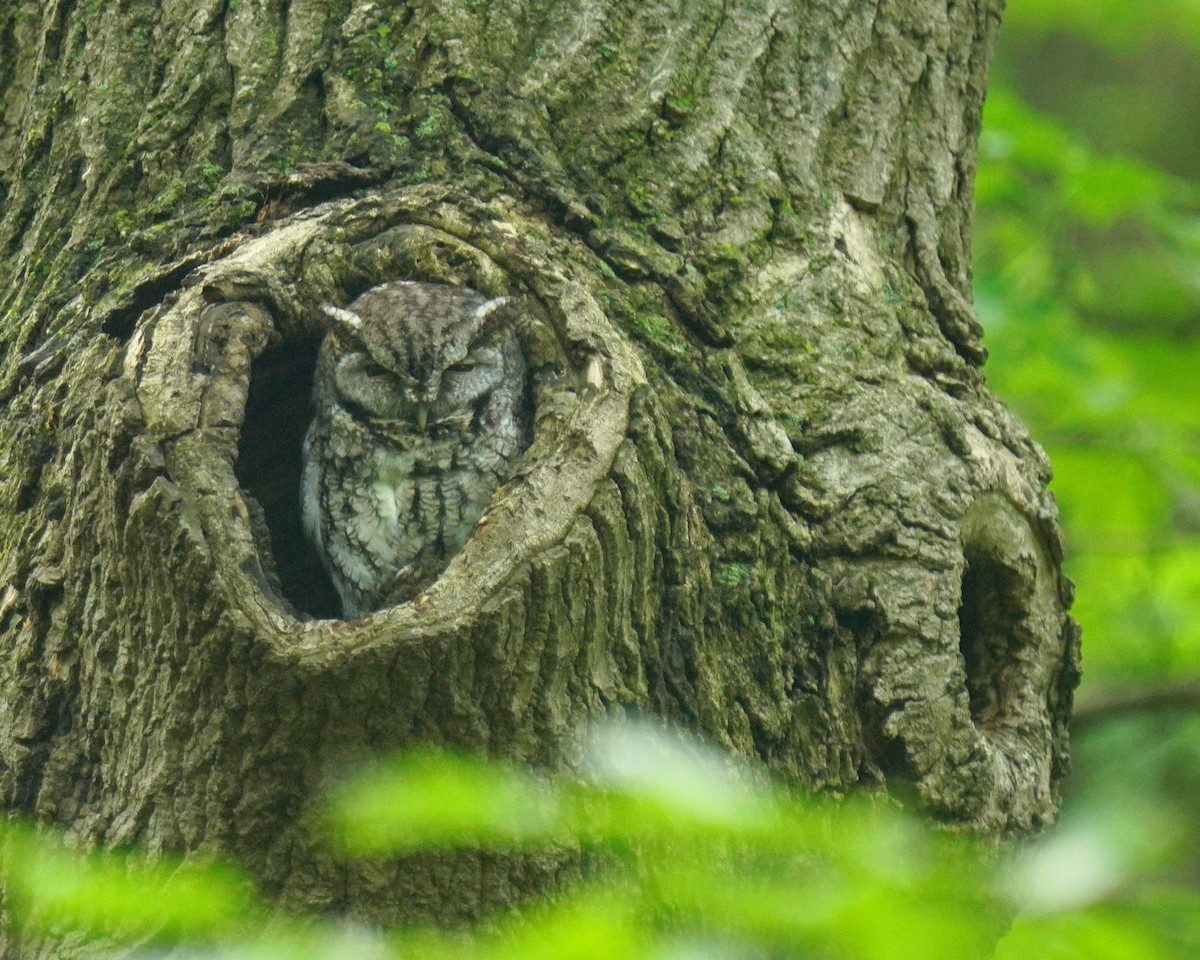 Eastern Screech-Owl - ML636295707