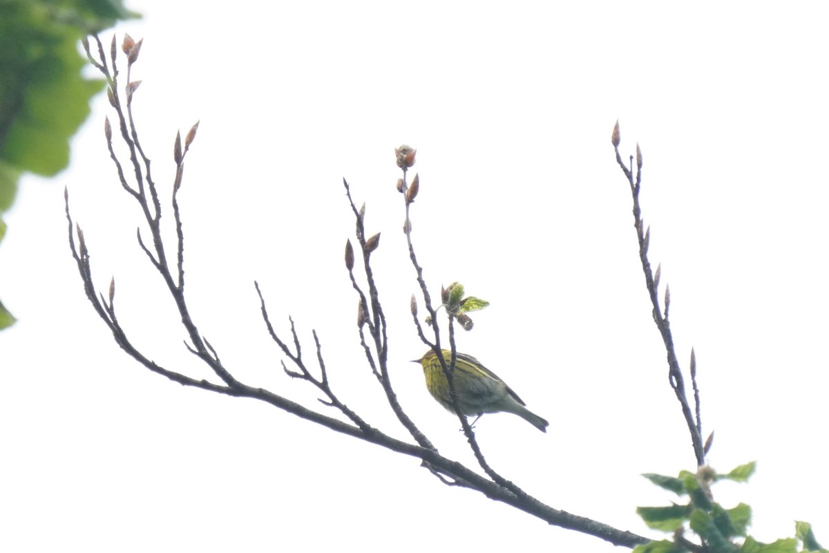 Cape May Warbler - ML636295715