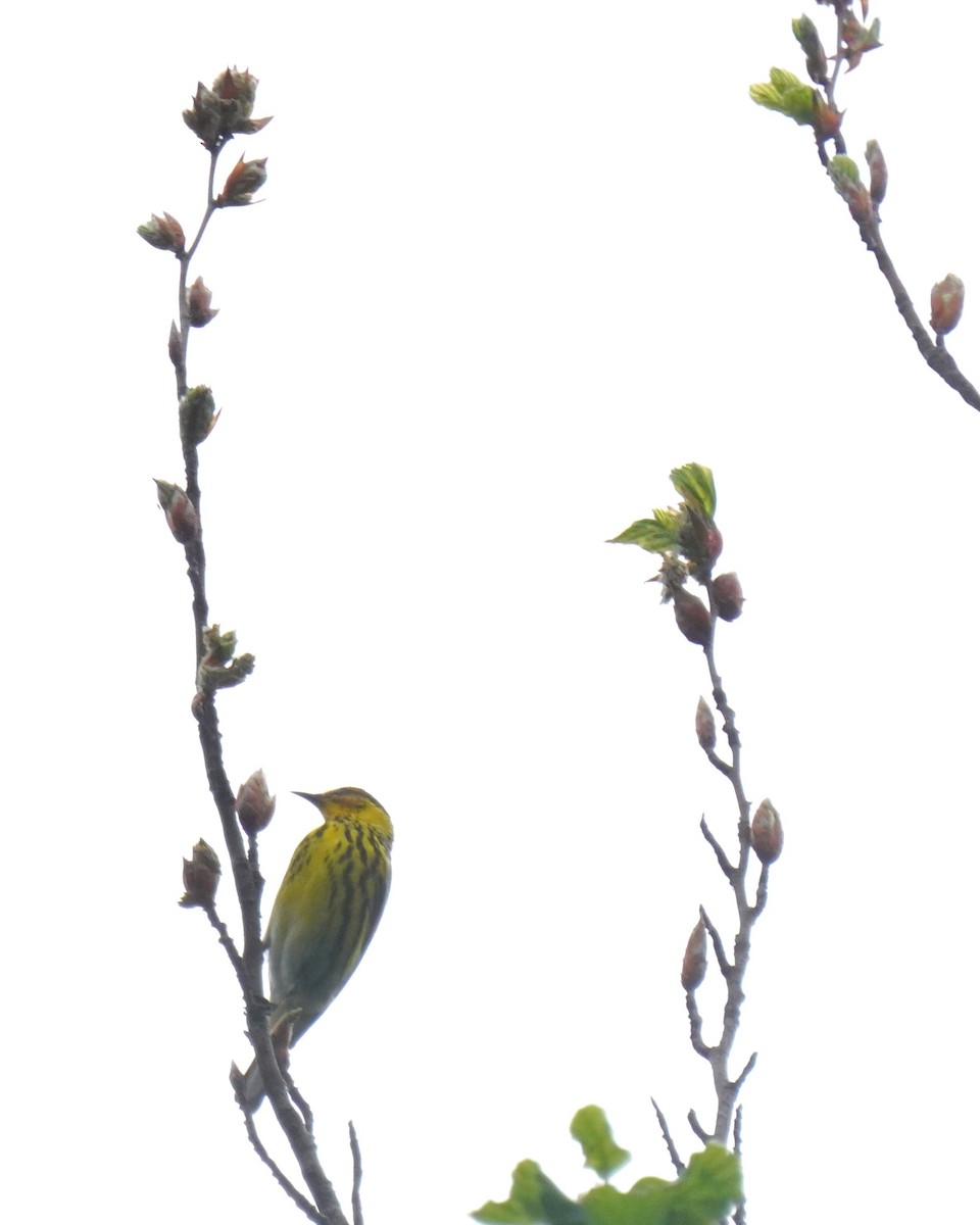 Cape May Warbler - ML636295716