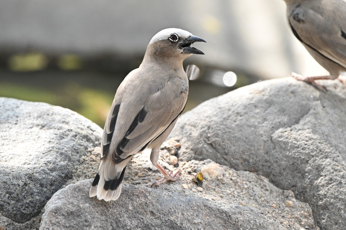 Gray-capped Social-Weaver - ML636295717