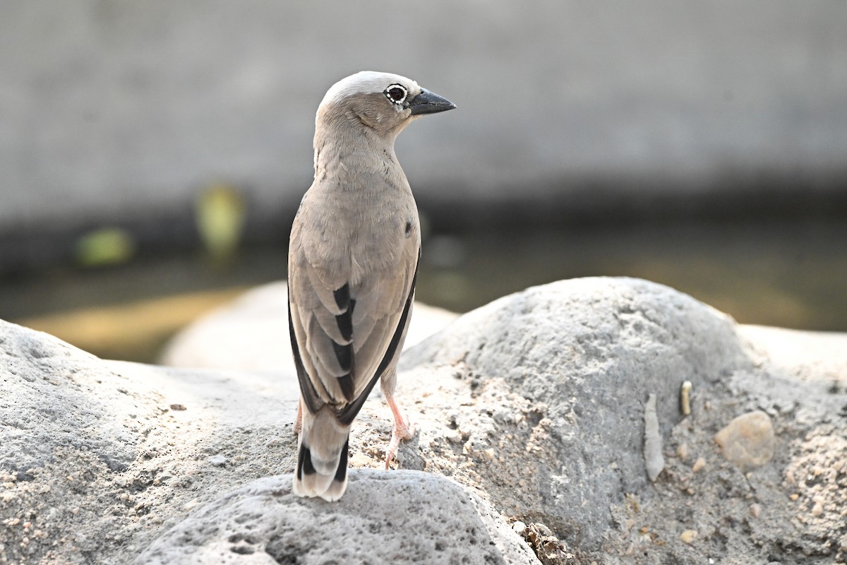 Gray-capped Social-Weaver - ML636295719
