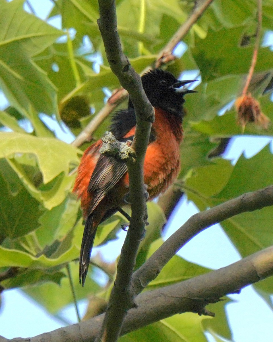 Orchard Oriole - ML636295721