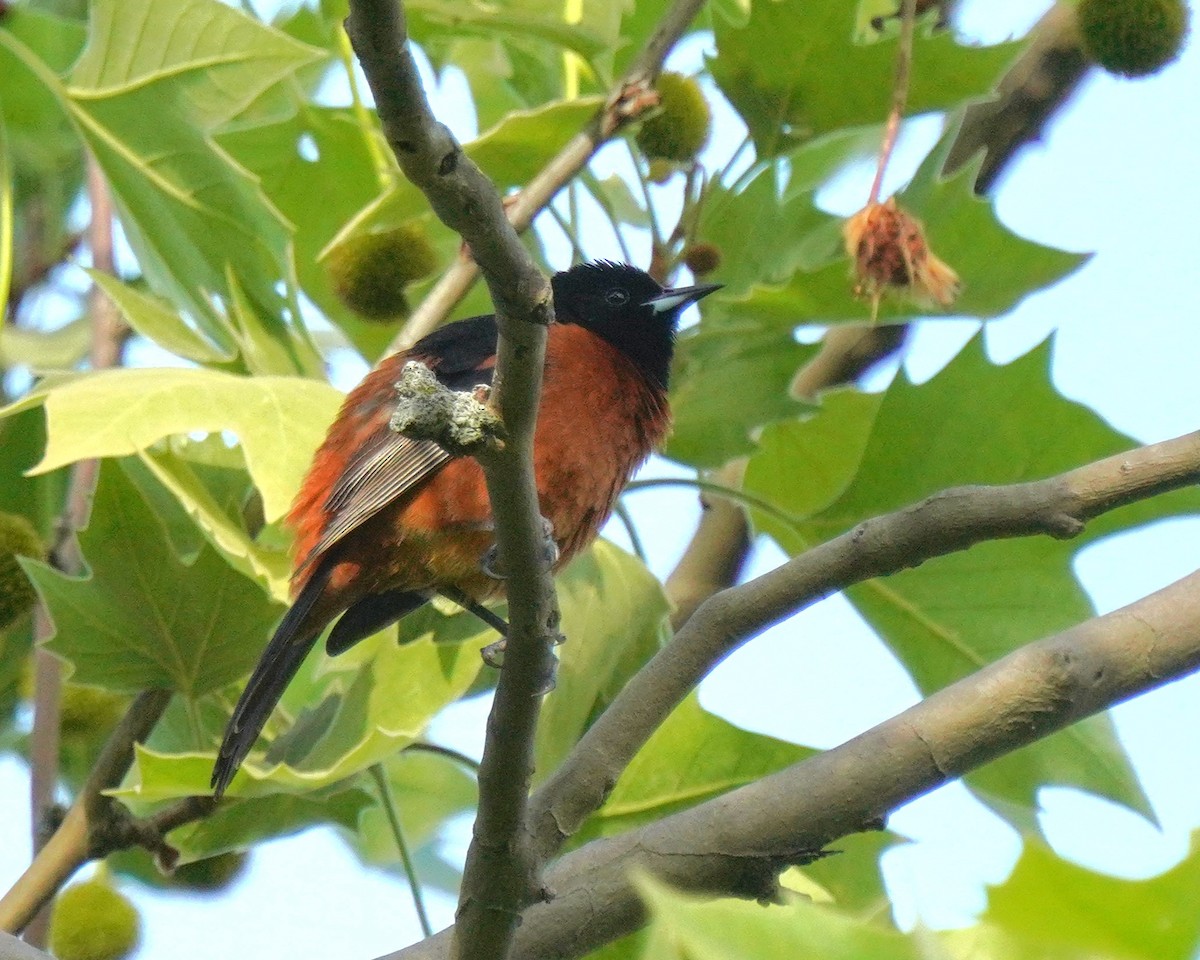 Orchard Oriole - ML636295722