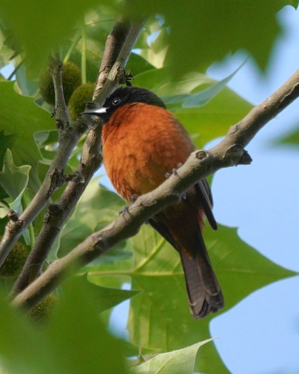 Orchard Oriole - ML636295723