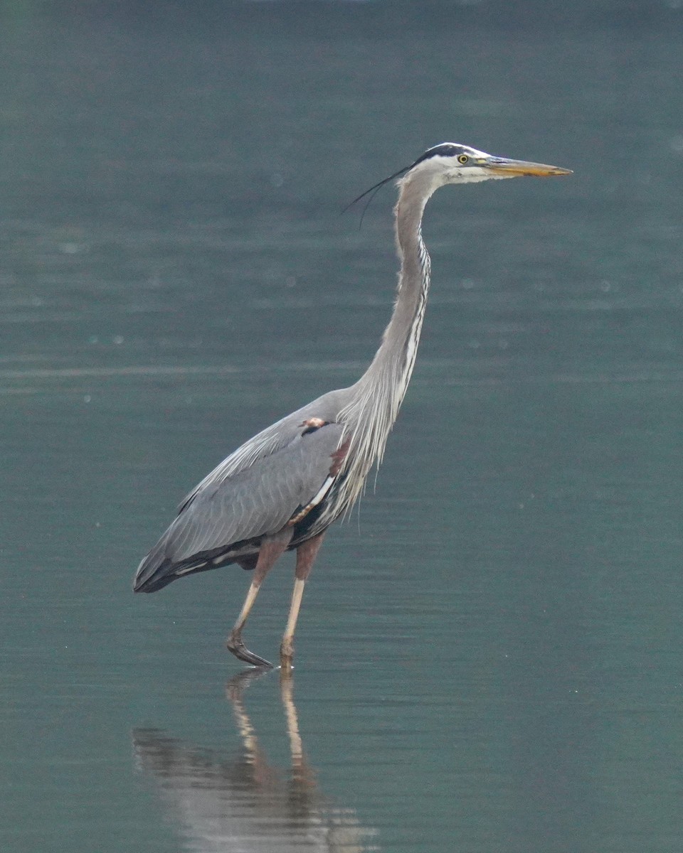 Great Blue Heron - ML636295747