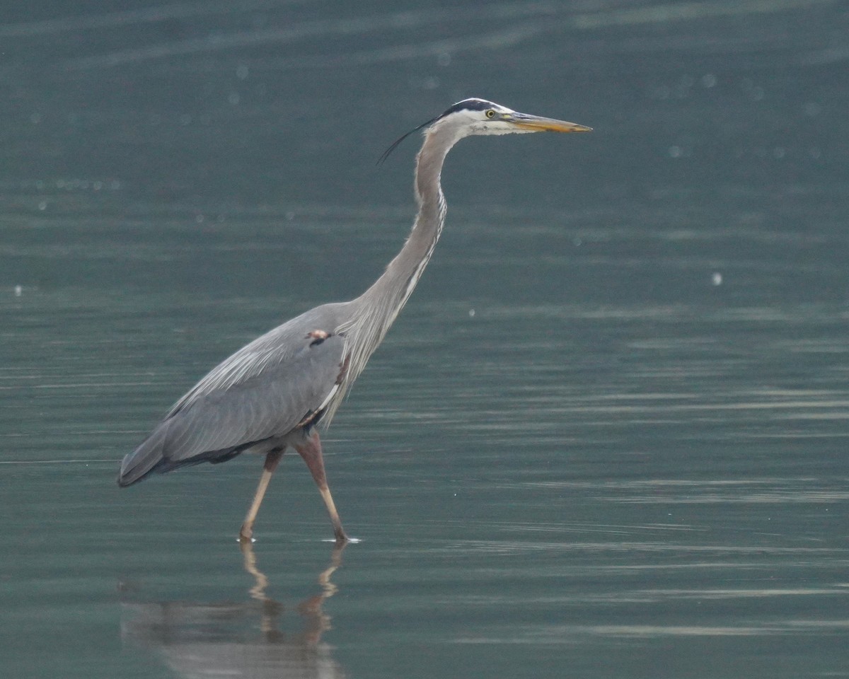 Great Blue Heron - ML636295748