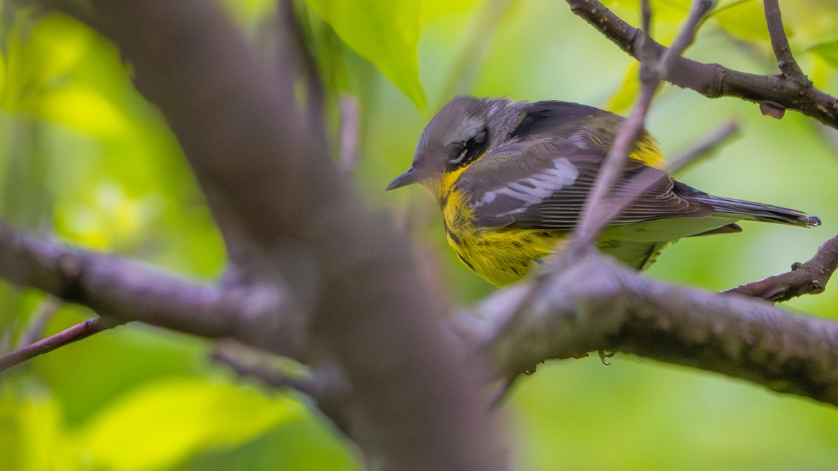 Magnolia Warbler - ML636295752