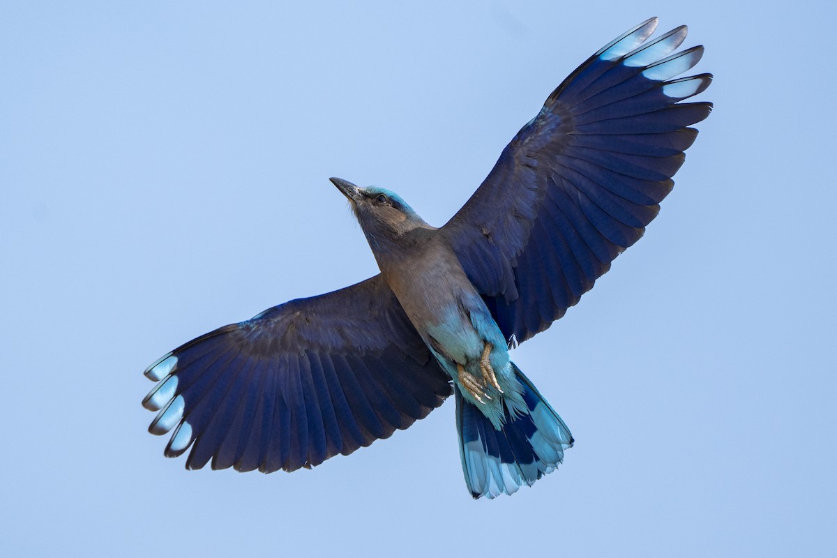 Indian x Indochinese Roller (hybrid) - ML636295753