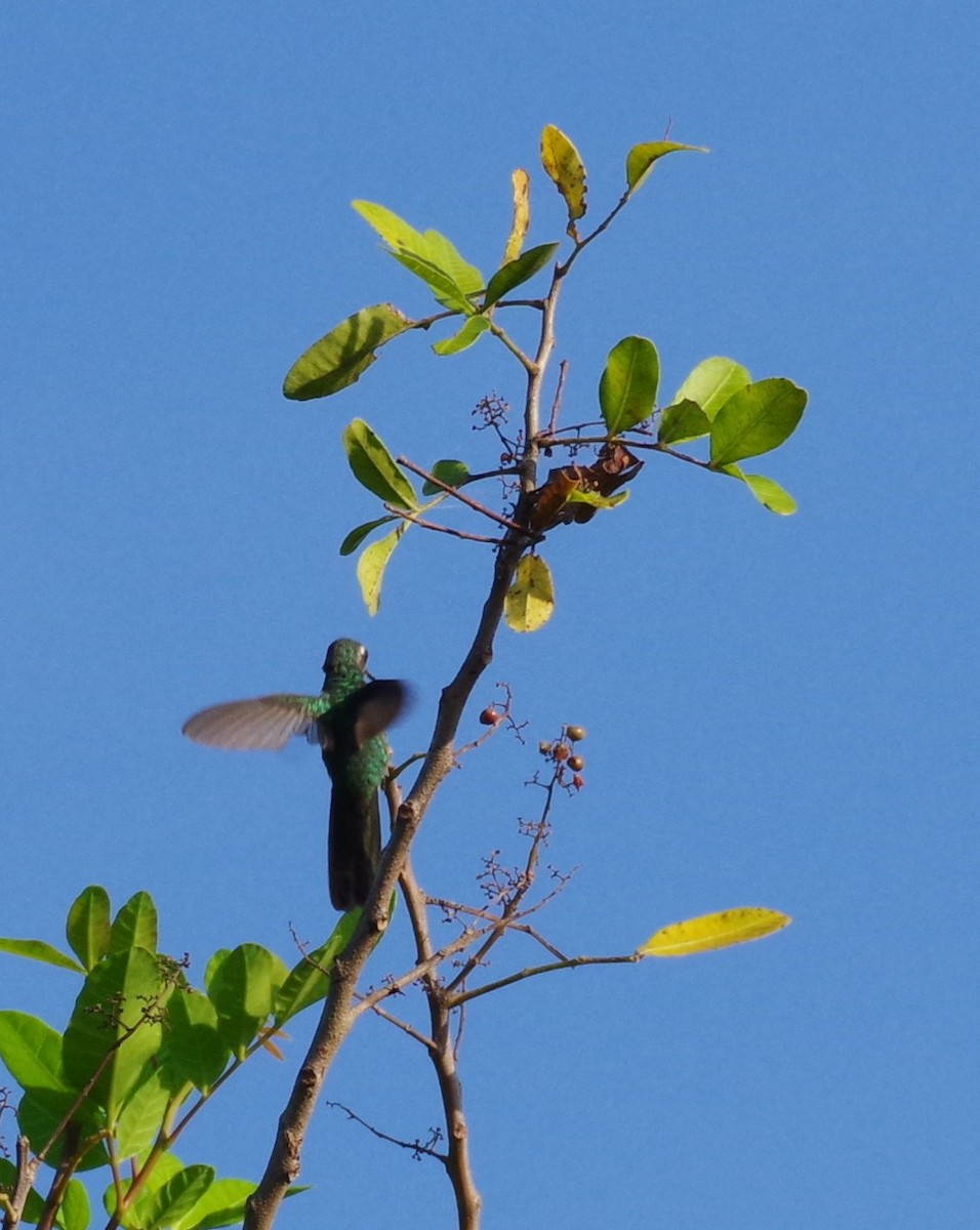 Cuban Emerald - ML636295759
