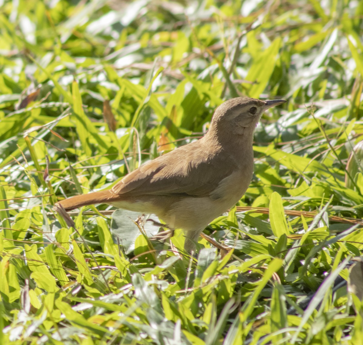 Rufous Hornero - ML636295801