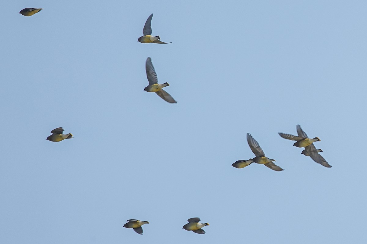 Cedar Waxwing - ML636295848