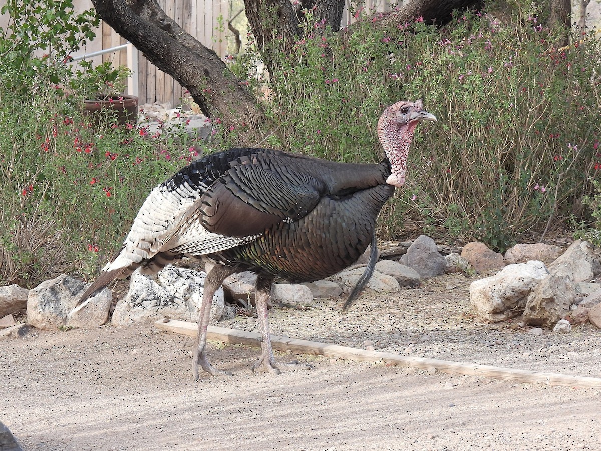 Wild Turkey - ML636295855