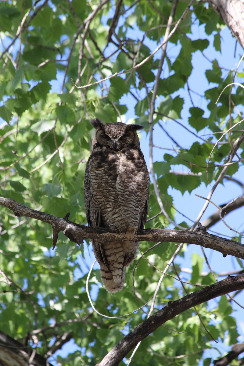 Great Horned Owl - ML636295889