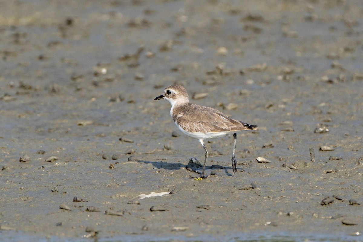 sand-plover sp. - ML636295890