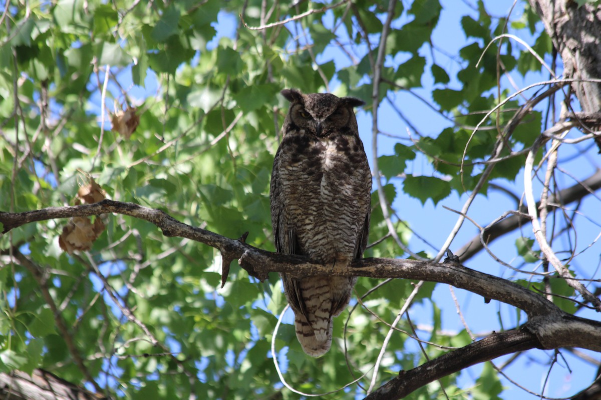 Great Horned Owl - ML636295894