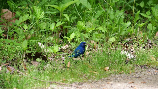 Indigo Bunting - ML636296013