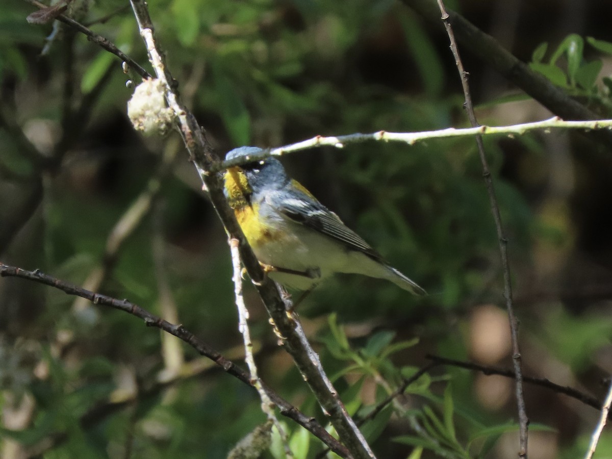 Northern Parula - ML636296354