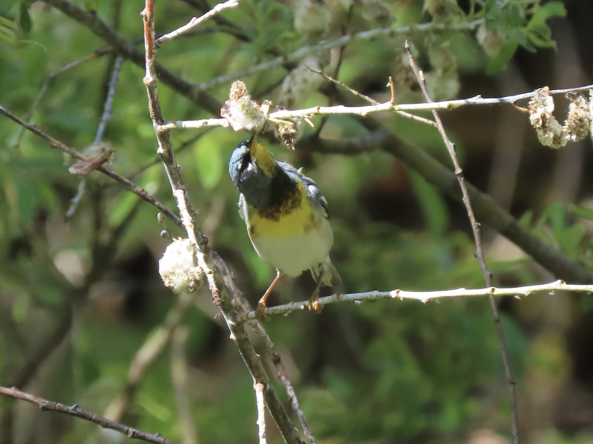 Northern Parula - ML636296356