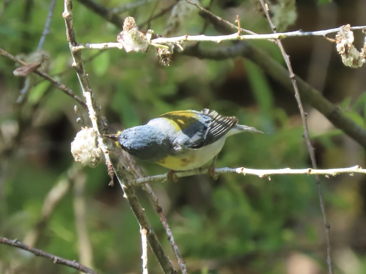 Northern Parula - ML636296357
