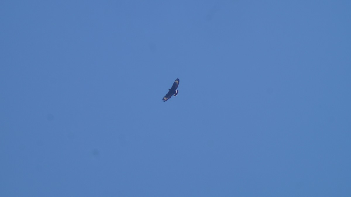 Cuban Black Hawk - ML636296363