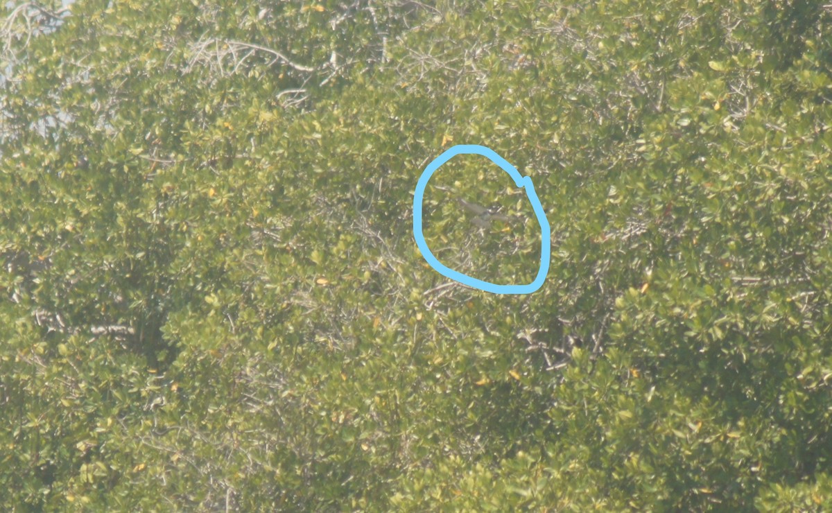 שלדג אמריקני - ML636296368