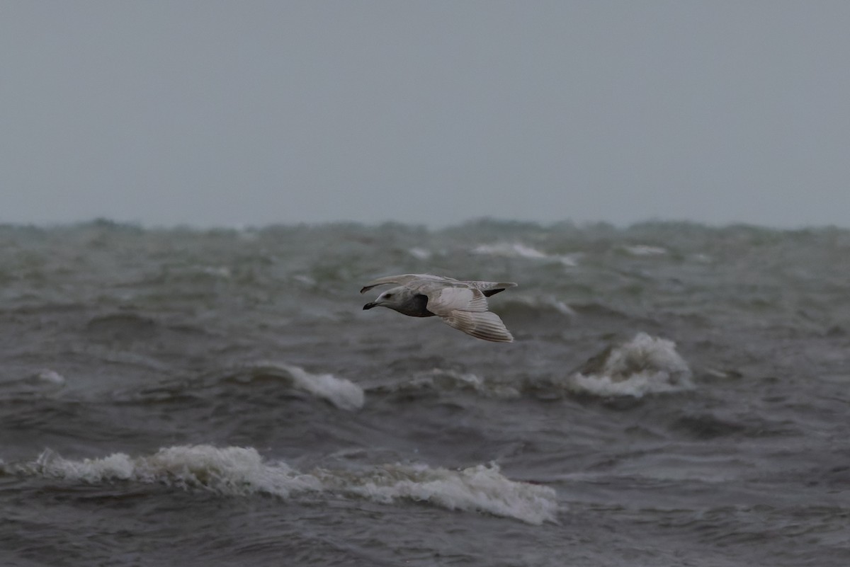 gull sp. - ML636296370
